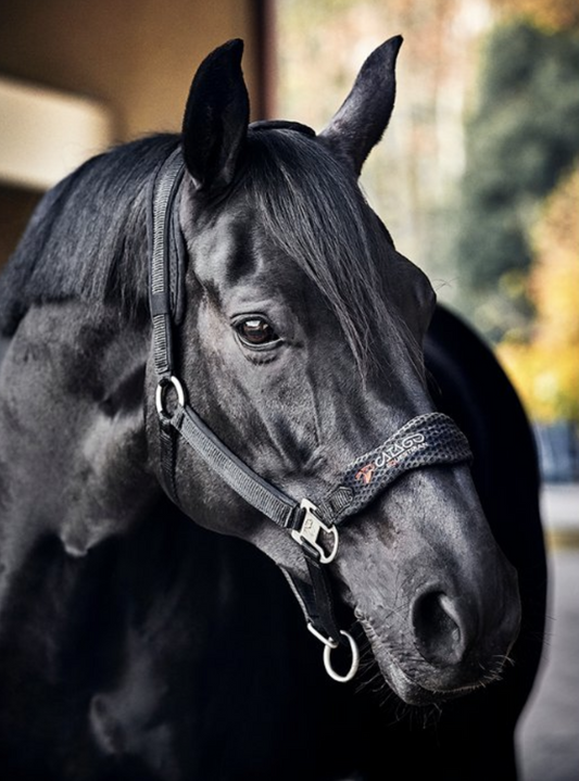 Licol Catago FIR-Tech